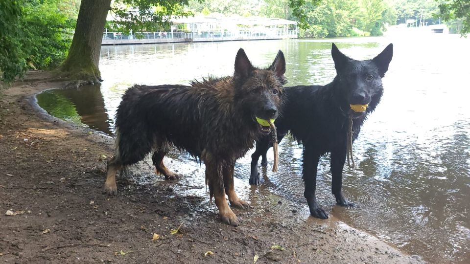 Akeeba und Goethe am Wasser